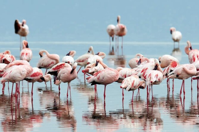 4-Day Masai Mara and Lake Nakuru Safari Tour From Nairobi - Highlights of Masai Mara