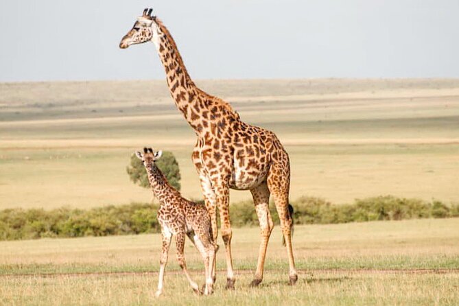 4-Day Masai Mara and Lake Nakuru Safari Tour From Nairobi - Safari Activities