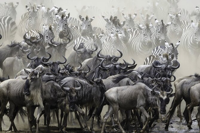 4-Day Masai Mara and Lake Nakuru Safari Tour From Nairobi - Traveler Reviews