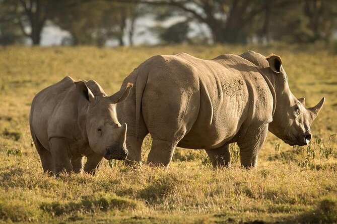 4-Day Masai Mara, L Naivasha and L Nakuru Safari - Optional Activities