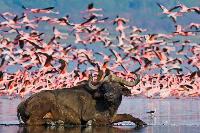 4 Day Masai Mara & Lake Nakuru Group Joining Camping Safari - Daily Departures - Camping Experience