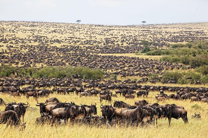 4 Day Masai Mara & Lake Nakuru Group Joining Camping Safari - Daily Departures - Included Meals and Transfers