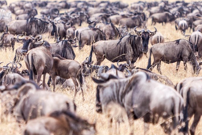 4-Day Masai Mara - Luxury Private Safari (Jeep) - Cultural Immersion With the Maasai