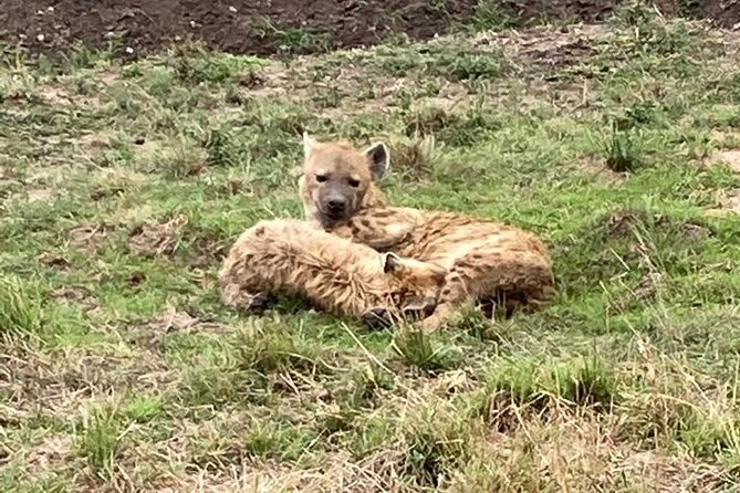 4-Day Masai Mara - Luxury Private Safari (Jeep) - Relaxation and Luxury at the Safari Camp