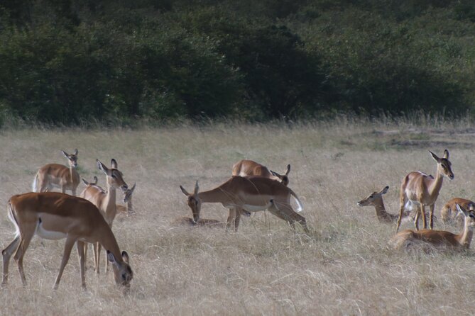 4-Day Masai Mara - Luxury Private Safari (Jeep) - Frequently Asked Questions