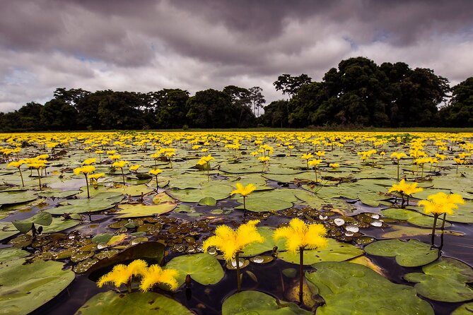 4-Day Pantanal Tour With Accommodation - Departing From Cuiaba - Wildlife and Photography Focus