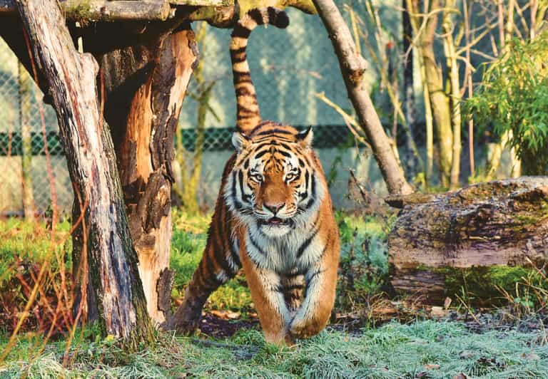 4-Day Private Chitwan National Park Safari Tour From Pokhara - Pricing and Availability