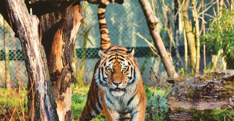 4-Day Private Chitwan National Park Safari Tour From Pokhara - Itinerary