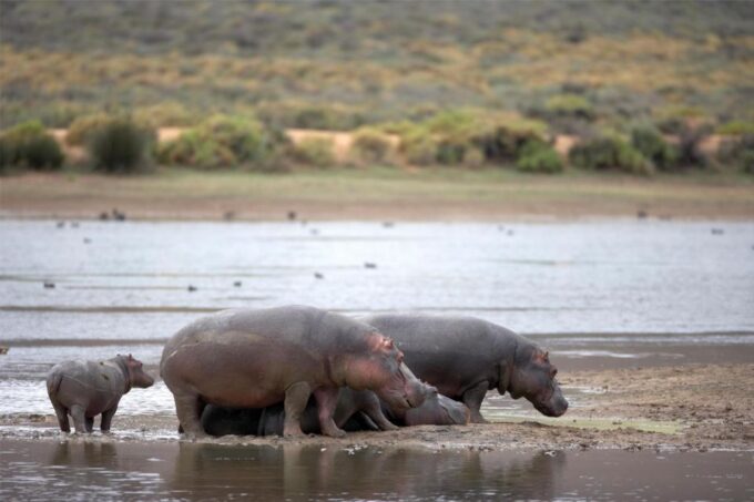4-Day Private Highlights Tour & Overnight Big5 Aquila Safari - Accommodation and Meals