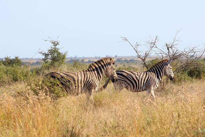 4 Day Private Kruger Under Canvas Safari - Pickup and Drop-off