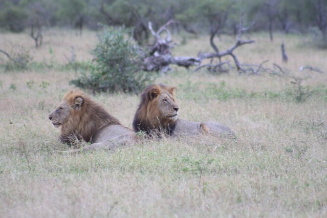 4 Day Private Kruger Under Canvas Safari - Dietary Needs