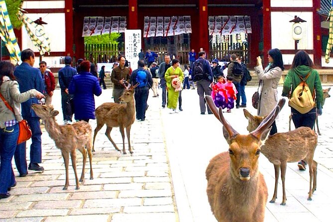 4-Day Private Kyoto Osaka Nara Sightseeing Tour With Guide - Pricing
