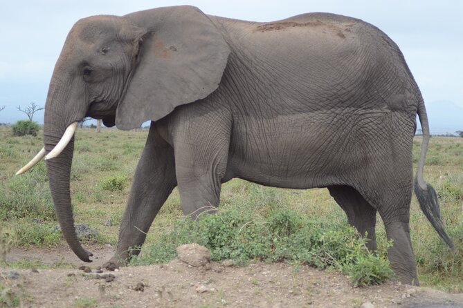 4 Day Private Masai Mara Flight Safari Tour From Nairobi - Pickup Information