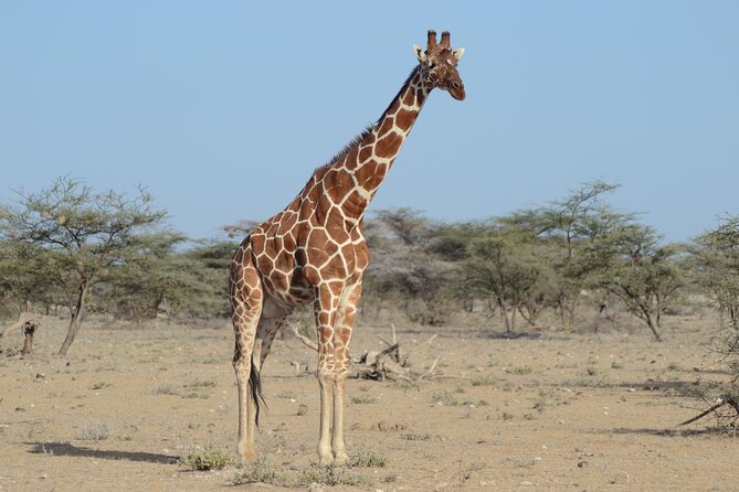 4 Day Private Masai Mara Flight Safari Tour From Nairobi - Health and Accessibility