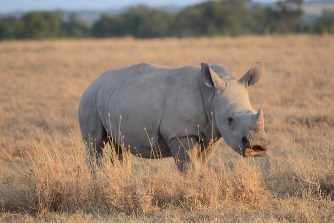 4 Day Private Masai Mara Flight Safari Tour From Nairobi - Safari Itinerary