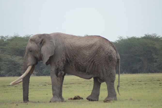 4 Day Private Masai Mara Flight Safari Tour From Nairobi - What to Expect