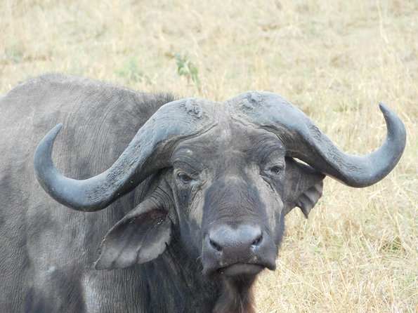 4 Day Private Masai Mara National Reserve & Lake Nakuru National Park Safari - 4x4 Safari Van Transportation