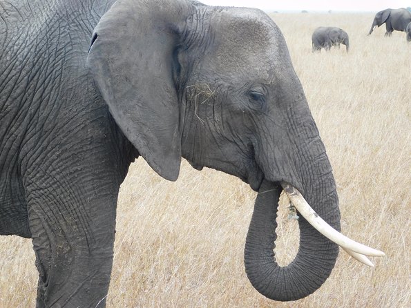 4 Day Private Masai Mara National Reserve & Lake Nakuru National Park Safari - Masai Village Visits