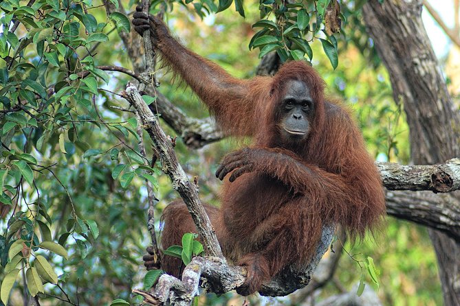 4-Day Private Orangutan and Bornean Primates Tour From Pangkalanbuun - Cancellation Policy