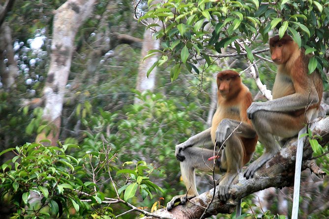 4-Day Private Orangutan and Bornean Primates Tour From Pangkalanbuun - Filming and Permits