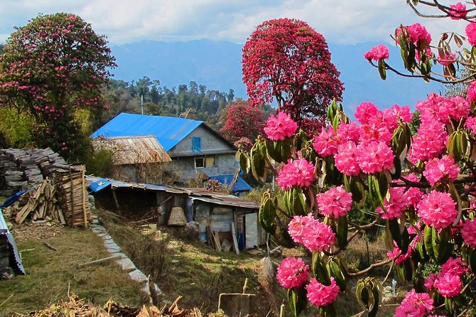 4-Day Private Poon Hill Trekking Tour - Itinerary