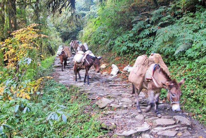 4-Day Private Poon Hill Trekking Tour - Frequently Asked Questions