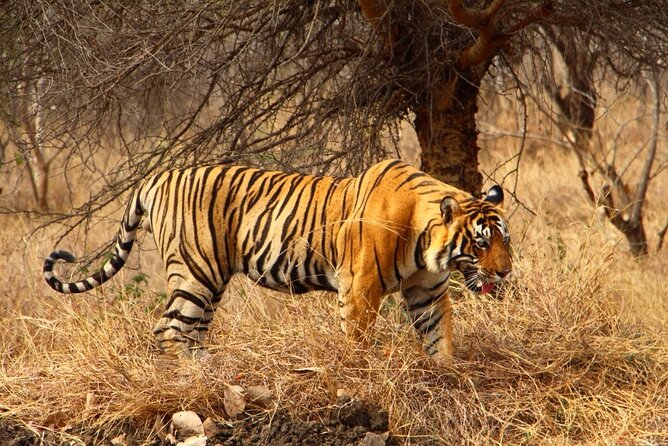 4-Day Private Ranthambhore Tiger Tour Including Delhi, Agra and Jaipur - Accommodation Options
