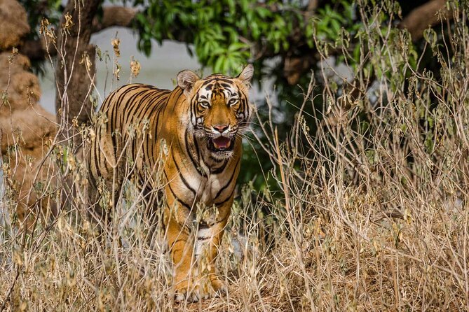 4-Day Private Ranthambhore Tiger Tour Including Delhi, Agra and Jaipur - Customer Feedback