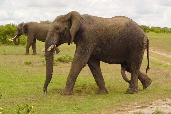 4-Day Private Tour in Masai Mara - Accessibility Features