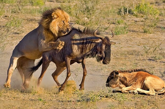 4-Day Private Tour in Masai Mara - Booking Details