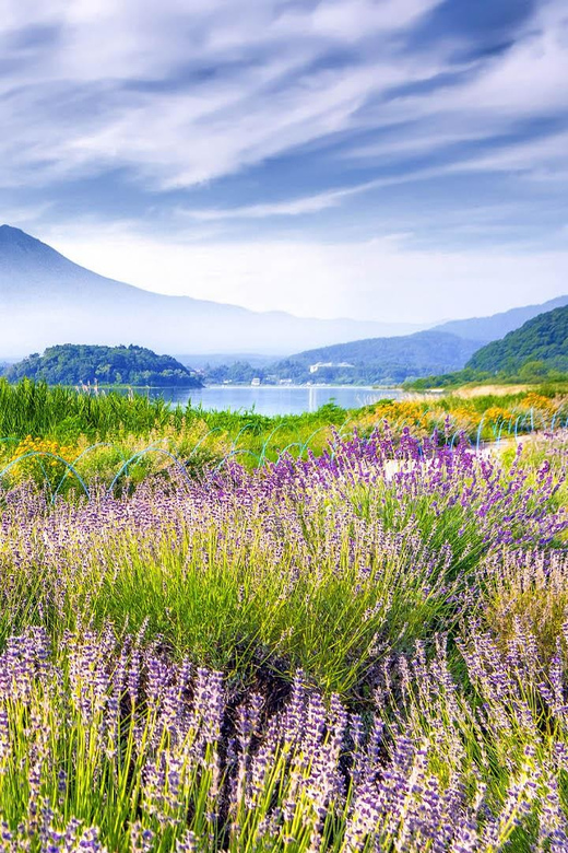 4-Day Private Tour MT Fuji, Kamakura, Hakone, Nikko - Highlights