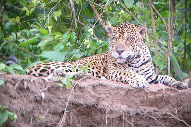 4-Day Private Tour to Manu National Park From Cusco - Eco-Friendly Conservation Efforts