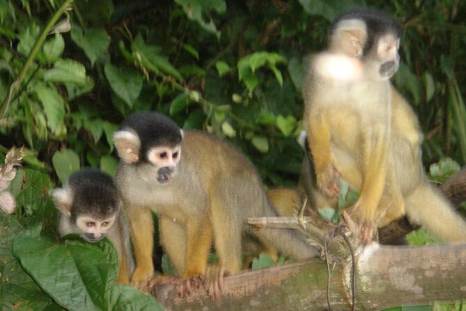 4-Day Private Tour to Manu National Park From Cusco - Traveler Ratings and Reviews