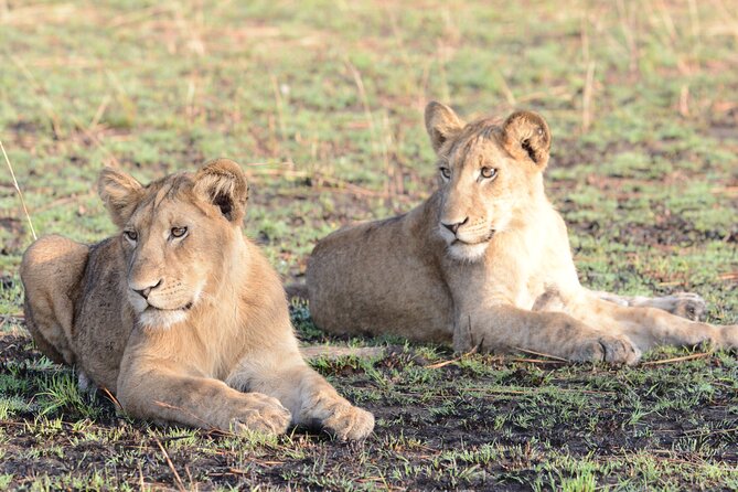 4-Day QENP, Gorillas in Bwindi and Lake Bunyonyi Relaxation - Gorilla Trekking Experience