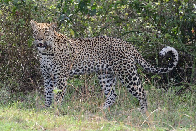 4-Day QENP, Gorillas in Bwindi and Lake Bunyonyi Relaxation - Travel Tips and Recommendations
