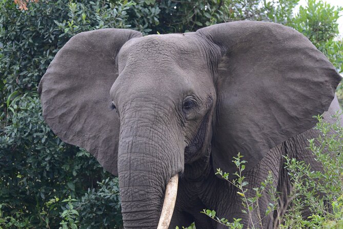 4-Day QENP, Gorillas in Bwindi and Lake Bunyonyi Relaxation - Booking Information