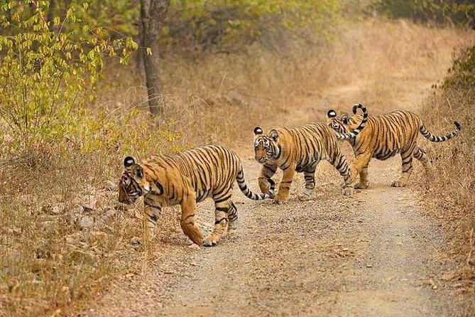 4-Day Ranthambore Tiger Safari Tour to Agra and Jaipur From Delhi - Itinerary