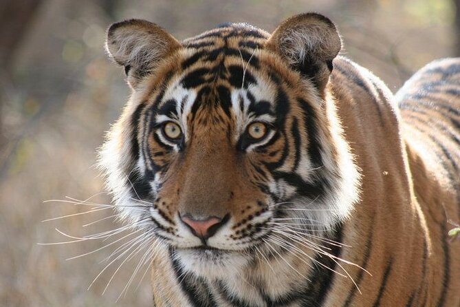 4-Day Ranthambore Tiger Tour From Delhi, Jaipur, Agra With 5 Star Hotel - Pickup and Meeting Details