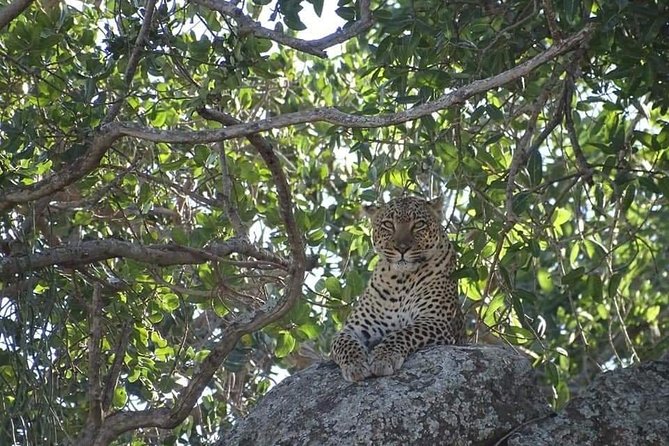 4-Day Safari From Arusha: Tarangire, Serengeti and Ngorongoro - Included Services