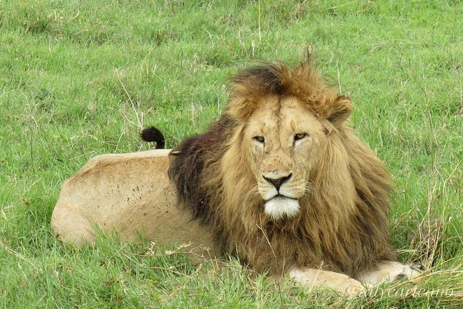4-Day Safari From Arusha: Tarangire, Serengeti and Ngorongoro - Meeting and Pickup