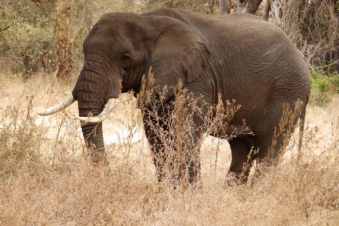 4-Day Safari From Arusha: Tarangire, Serengeti and Ngorongoro - Transportation and Guidance