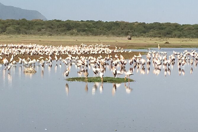 4-Day Safari From Arusha: Tarangire, Serengeti and Ngorongoro - Airport Transfers