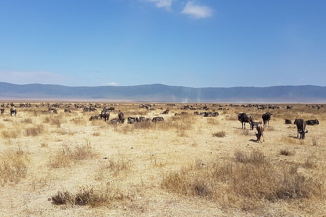 4-Day Safari From Arusha: Tarangire, Serengeti and Ngorongoro - Optional Experiences