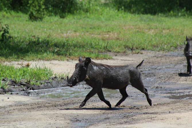 4-Day Safari in Tarangire, Serengeti & Ngorongoro (Mid-range) - Additional Information