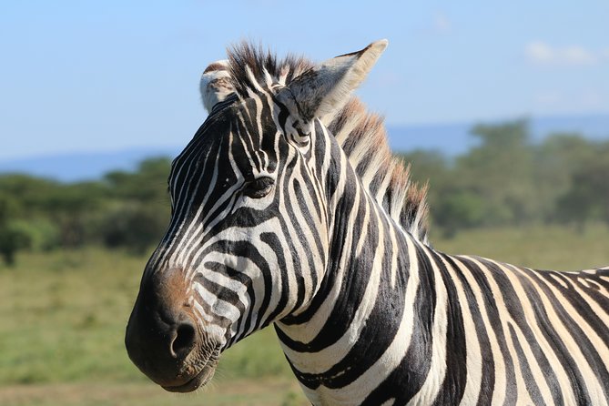 4-Day Safari in Tarangire, Serengeti & Ngorongoro (Mid-range) - Reviews