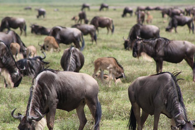 4-Day Safari in Tarangire, Serengeti & Ngorongoro (Mid-range) - Safari Experience