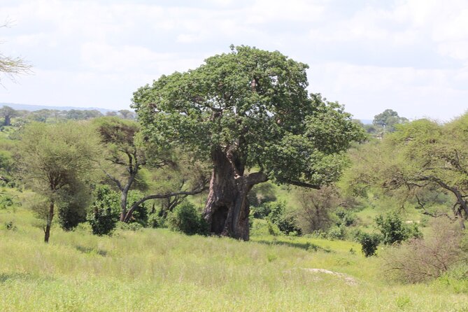 4-Day Safari in Tarangire, Serengeti & Ngorongoro (Mid-range) - Highlights and Itinerary