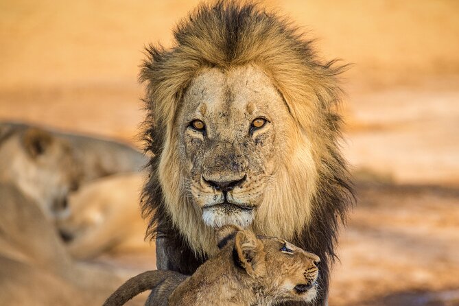 4 Day Safari- Tarangire,Ngorongoro and Serengeti - Meeting and Pickup Information