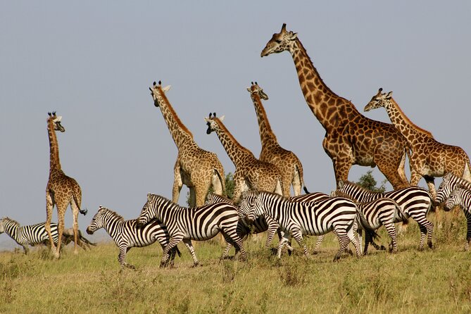 4 Day Safari- Tarangire,Ngorongoro and Serengeti - Accessibility Features