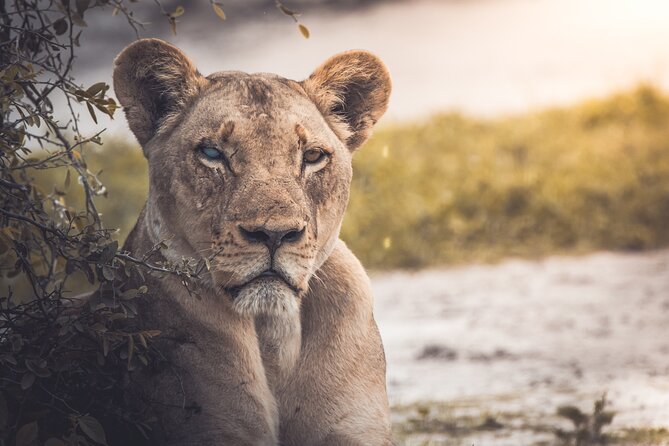 4 Day Safari- Tarangire,Ngorongoro and Serengeti - Tips for Travelers